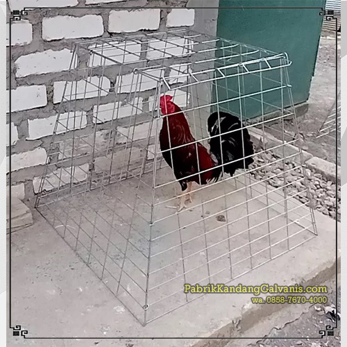 implementasi kandang untuk ayam jago