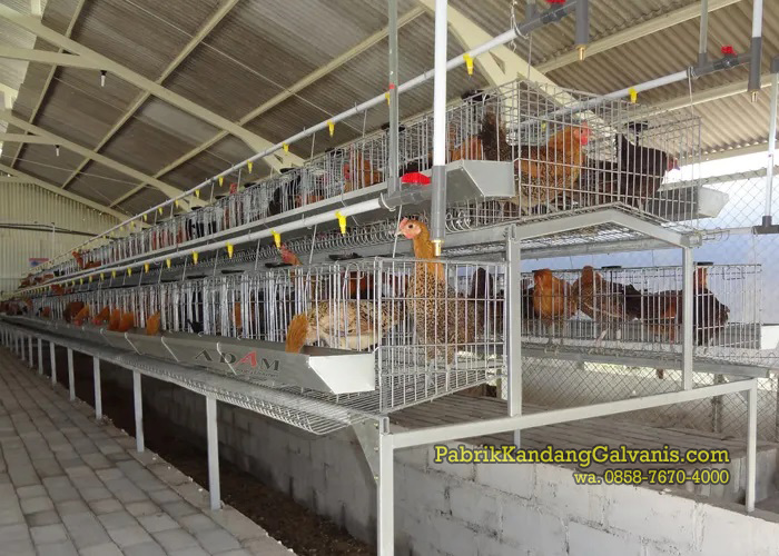 ukuran kandang ayam petelur galvanis yang benar
